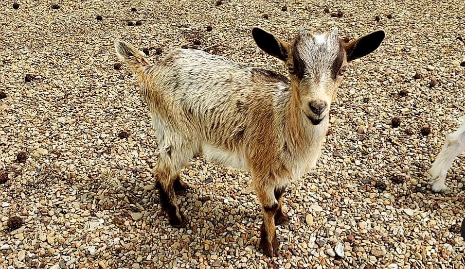 Web a fennec fox in an enclosure at east texas zoo and gator park in grand saline, texas. Two dozen animals had no water to drink at East Texas Zoo and Gator