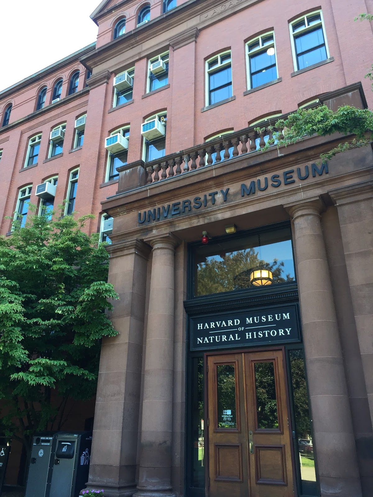 This location offers visitors the opportunity to explore the rich history and diverse collections of the museum while also experiencing the vibrant academic atmosphere of one. Orange Slices Harvard Museum of Natural History