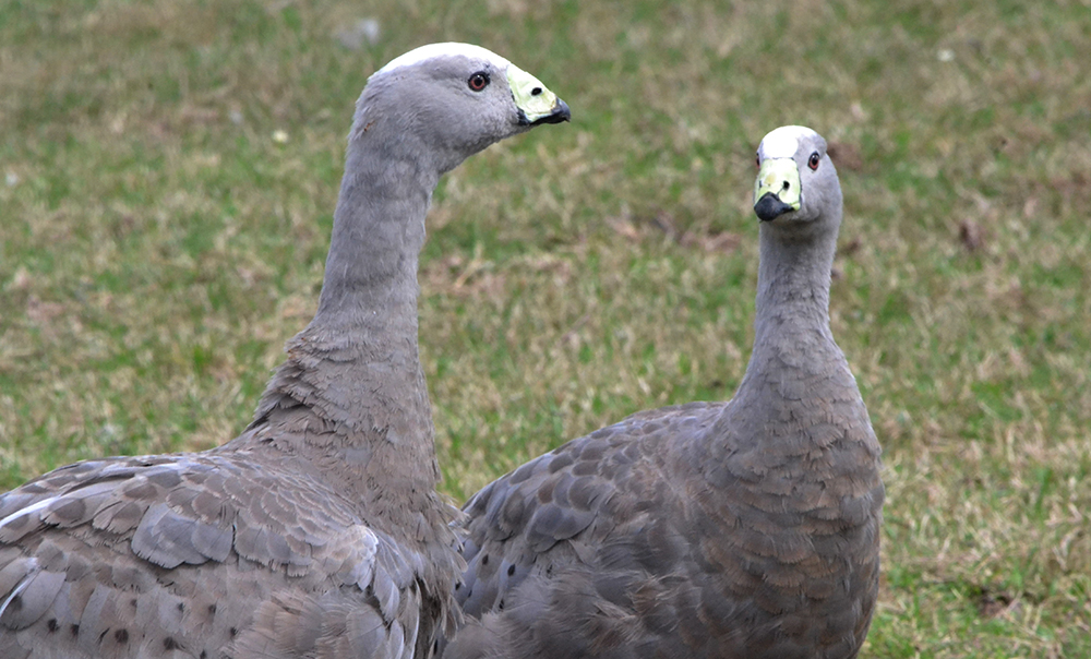 Web skip to main content. Freedom_to roam_roadtrip. East Texas Zoo & Gator Park An Wonderful