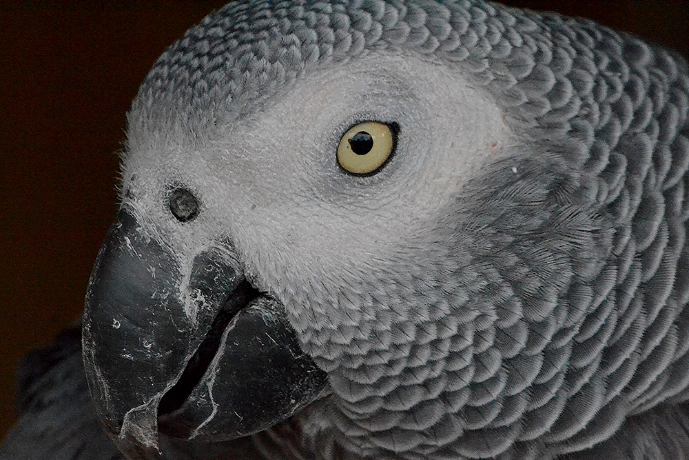 The alligator enclosures have been designed to be as close to their natural habitat as possible. Freedom_to roam_roadtrip. East Texas Zoo & Gator Park An Wonderful