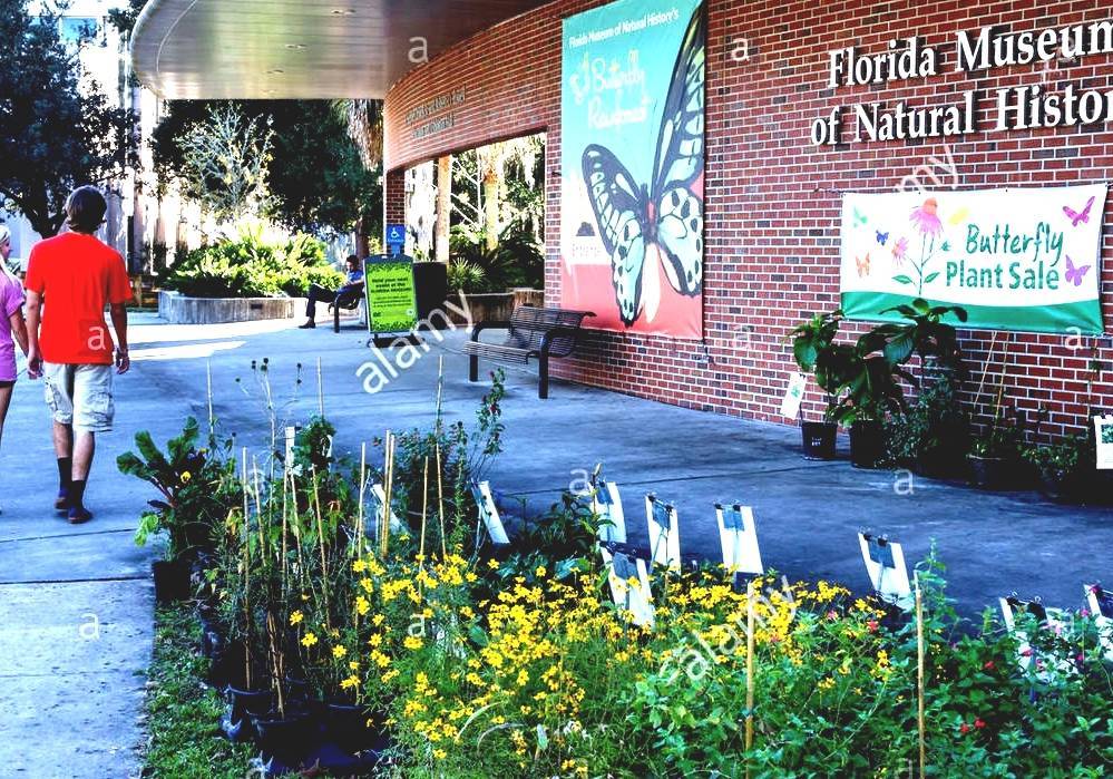 The south florida people & environments exhibit walks you through florida when it was the land of the calusa and later the seminole and miccosukee people. Florida Museum Of Natural History Natural History Museum Gainesville Fl