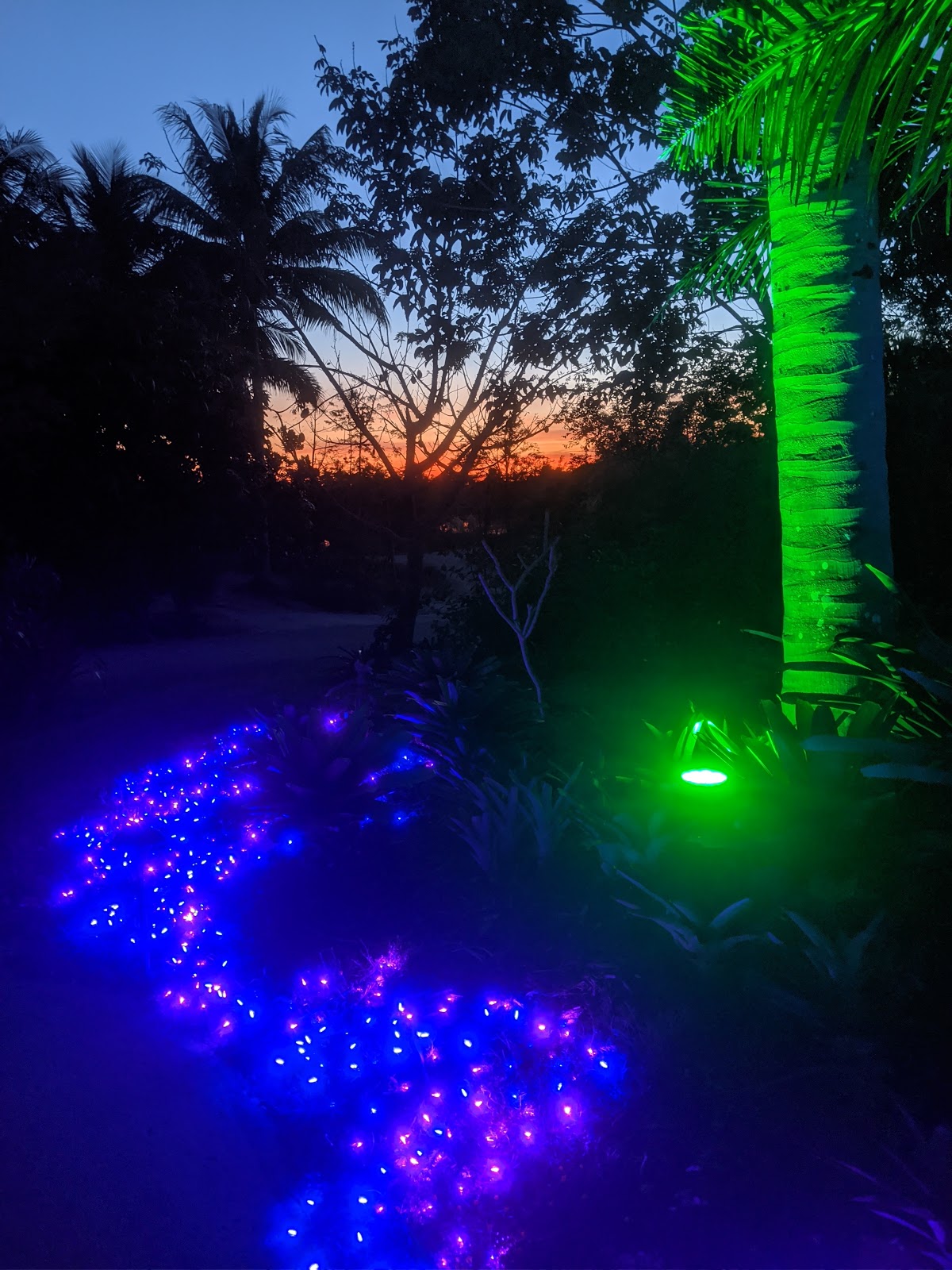 Celebrate winter in the tropics at this annual family favorite! Bird & Travel Photos, Birding Sites, Bird Information SUNSET AT NIGHT