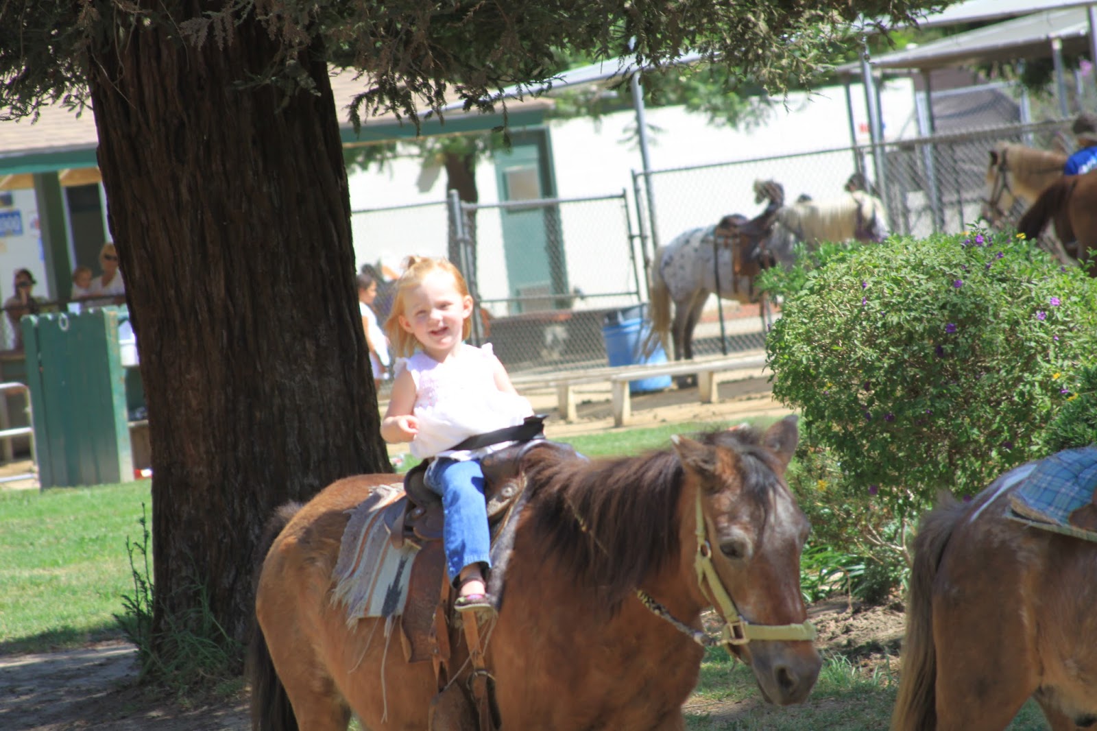 Web 236 reviews of griffith park pony rides my son rode his first pony here. McClellan Clan Pony Rides
