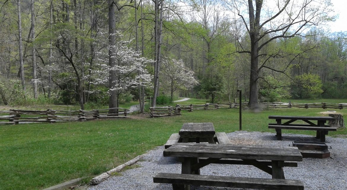 Web north of river recreation foundation; North Mills River Recreation Area & Campground — Pisgah Campgrounds